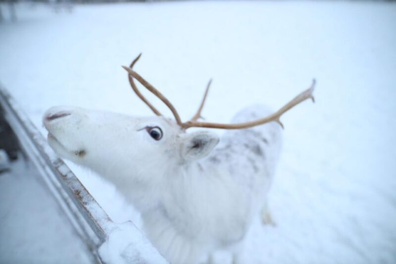 Rovaniemi: Husky and reindeer farm visit with sleigh rides - Who Should Consider This Tour?
