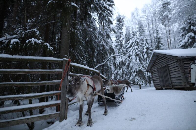 Rovaniemi: Husky and reindeer farm visit with sleigh rides - FAQ