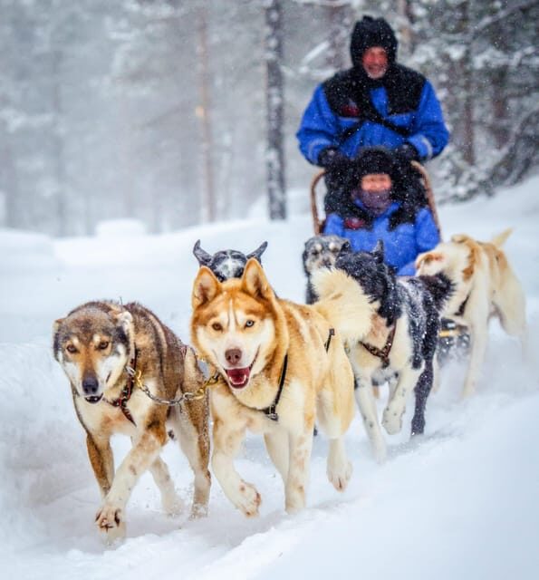 Rovaniemi: Husky and Reindeer farm with sleigh ride - A Detailed Look at the Tour