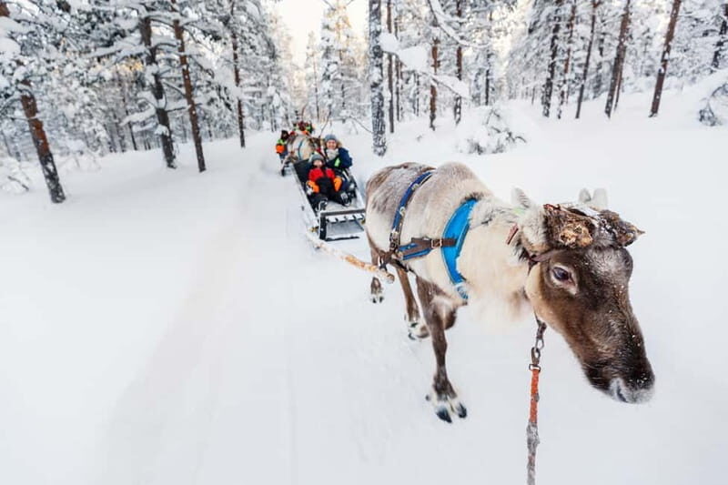 Rovaniemi: Husky Farm and Reindeer Experience - Key Points