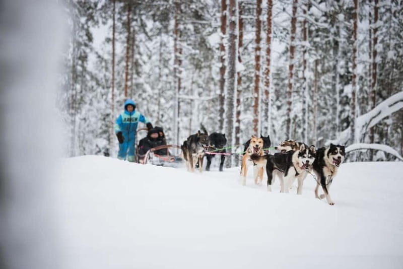 Rovaniemi: Husky Farm and Reindeer Experience - An In-Depth Look at the Tour Experience
