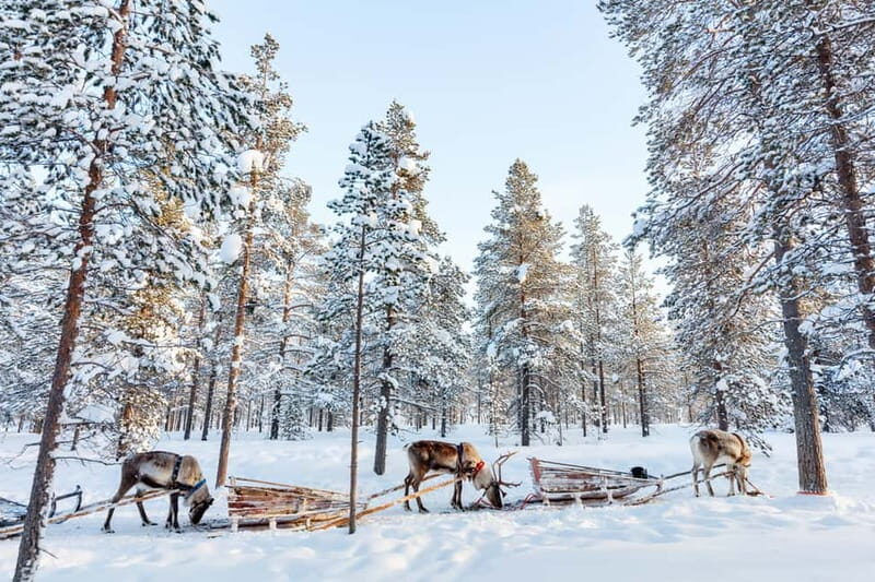 Rovaniemi: Husky Farm and Reindeer Experience - Frequently Asked Questions