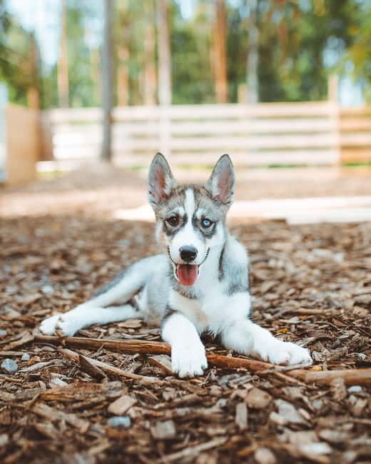 Rovaniemi: Husky Farm Visit - Rovaniemi: Husky Farm Visit – A Genuine Arctic Encounter