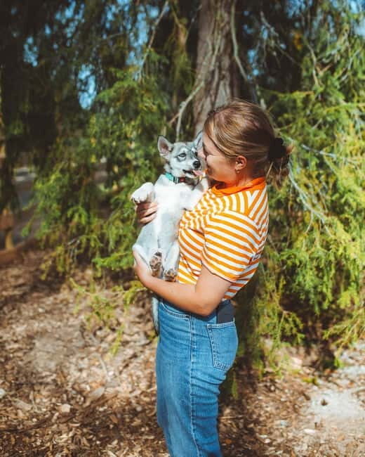 Rovaniemi: Husky Farm Visit - Key Points