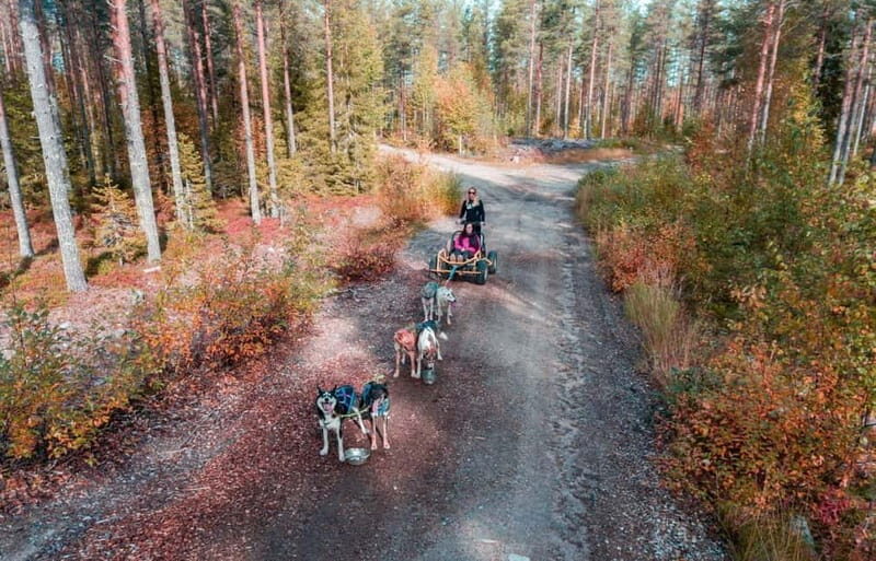 Rovaniemi: Husky Safari & Campfire BBQ  610 km SelfDrive - An In-Depth Look at the Husky Safari & Campfire BBQ Experience