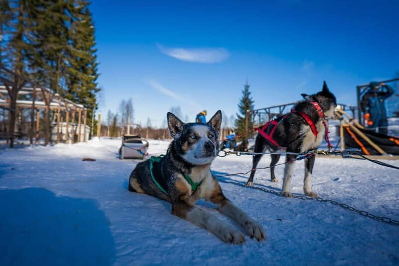 Rovaniemi: Husky Safari & Campfire BBQ 610 km SelfDrive - Key Points