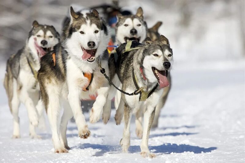 Rovaniemi: Husky Safari on a Snowy Trail - An In-Depth Review of the Husky Safari in Rovaniemi