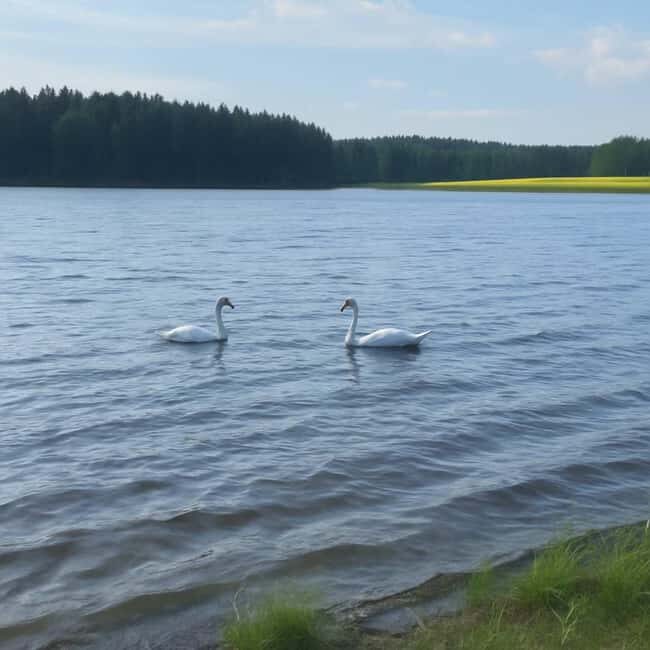 Rovaniemi: Insider Arctic Birdwatching Tour - Key Points