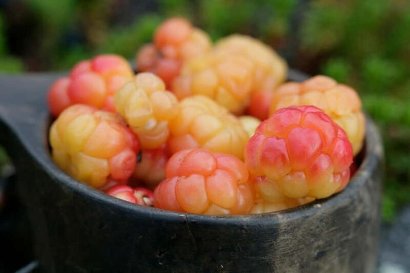 Rovaniemi: Insider Berry and Mushroom Picking & Pancakes - Key Points