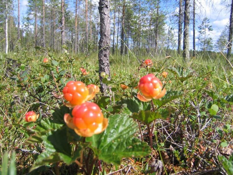 Rovaniemi: Insider Berry and Mushroom Picking & Pancakes - A Taste of Lapland’s Wilderness and Traditions