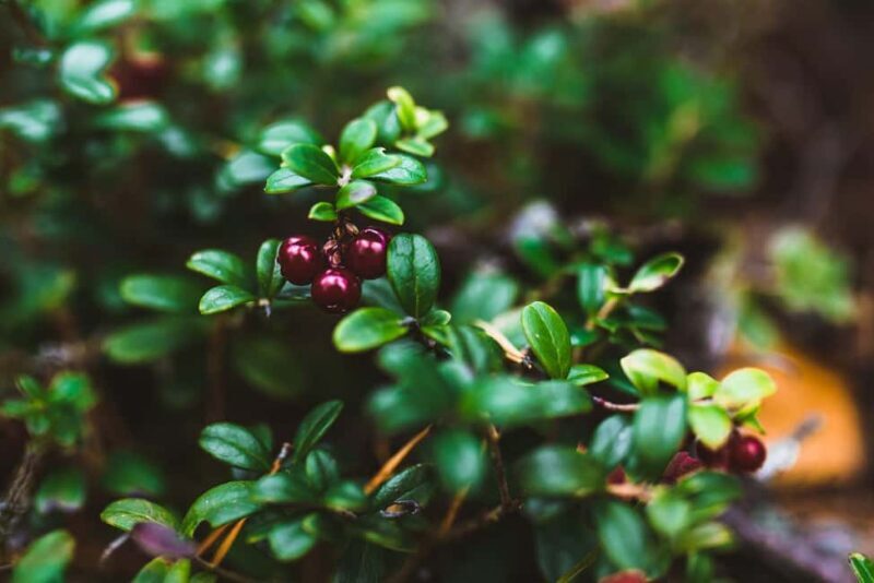 Rovaniemi: Insider Berry and Mushroom Picking & Pancakes - Cozy Fireplace and Pancakes: A Delicious Reward