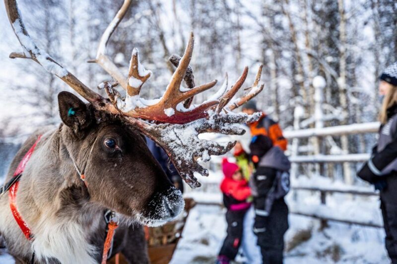 Rovaniemi: Local Reindeer Farm Visit with Sleigh Ride - Key Points