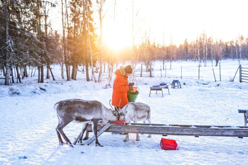Rovaniemi: Local Reindeer Farm Visit with Sleigh Ride - Authenticity and Cultural Significance