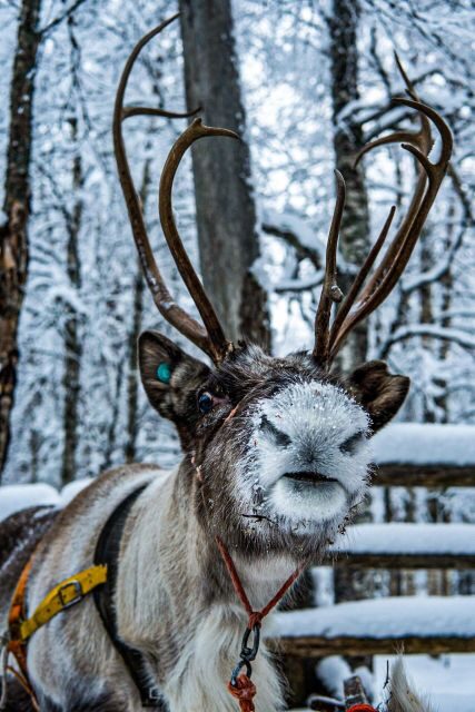 Rovaniemi: Local Reindeer Farm Visit with Sleigh Ride - FAQ