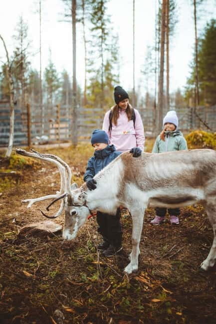 Rovaniemi: Meet and Feed Reindeer - Rovaniemi: Meet and Feed Reindeer – A Genuine Arctic Encounter