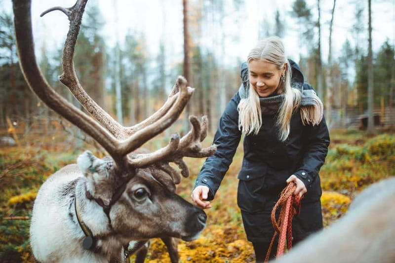 Rovaniemi: Meet and Feed Reindeer - A Closer Look at the Tour Experience
