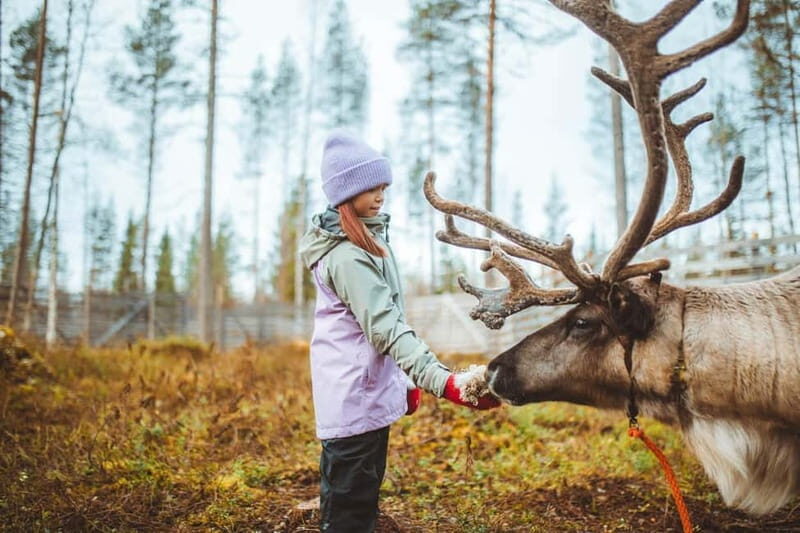 Rovaniemi: Meet and Feed Reindeer - Why This Tour Works Well