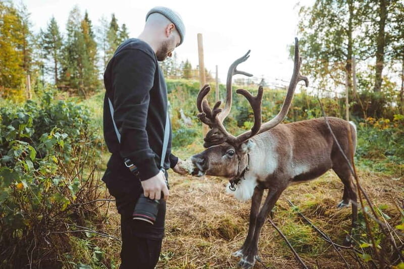 Rovaniemi: Meet and Feed Reindeer - Final Word