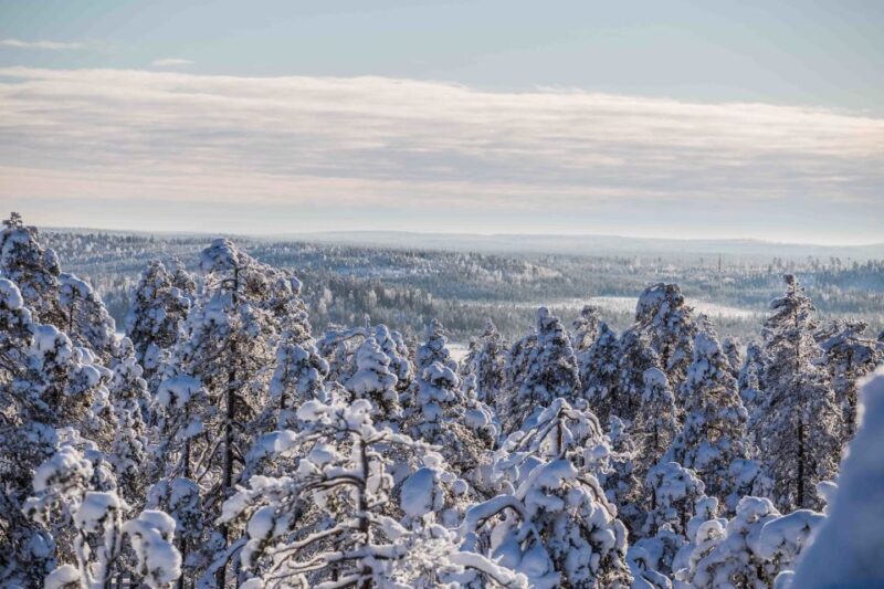 Rovaniemi: Nordic Forest Wilderness Adventure - The Sum Up