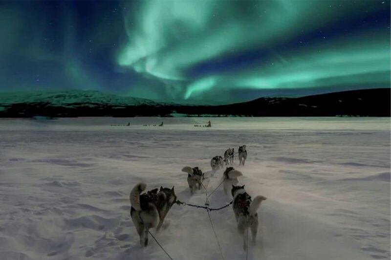 Rovaniemi: Northern Lights and Husky Sleigh Ride - What to Expect from the Tour