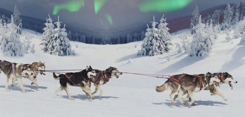 Rovaniemi: Northern Lights and Husky Sleigh Ride - The Experience Itself: A Closer Look