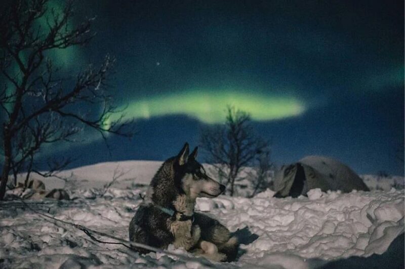 Rovaniemi: Northern Lights and Husky Sleigh Ride - Who Is This Tour Best For?