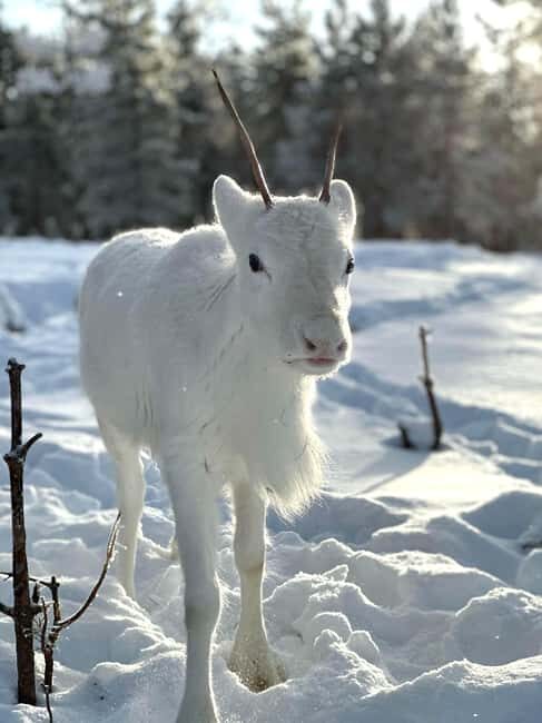 Rovaniemi: Northern Lights Safari on Electric Snowmobile - What We Love About This Tour