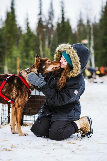 Rovaniemi: One Hour Husky Adventure - A Close Look at the Itinerary and What to Expect