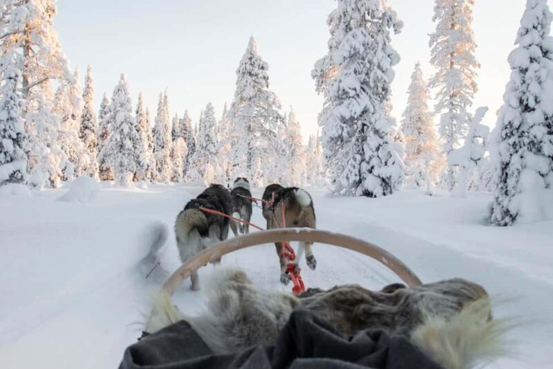 Rovaniemi: One Hour Husky Adventure - Who This Tour Is Perfect For