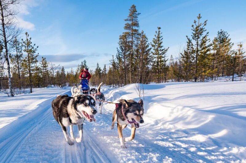 Rovaniemi: One Hour Husky Experience - Key Points