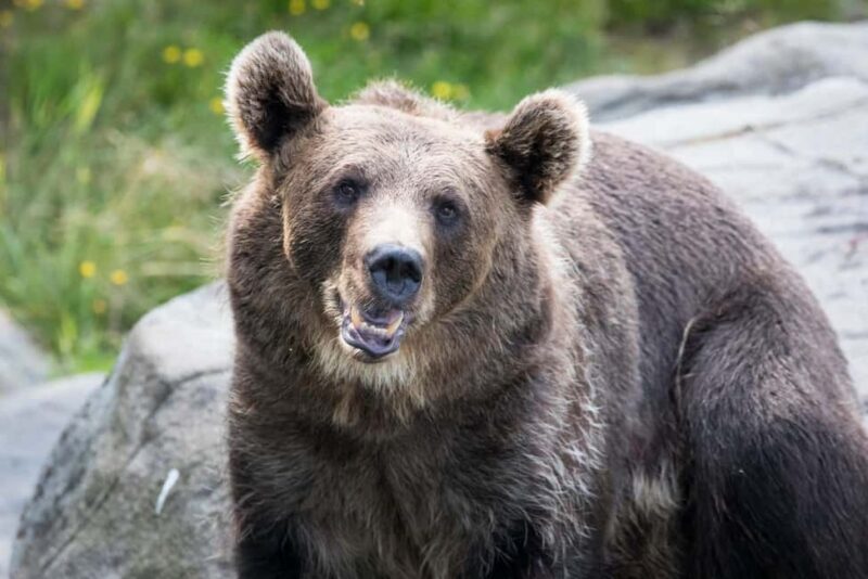 Rovaniemi: Ranua Wildlife Park Day Trip - The Itinerary in Detail