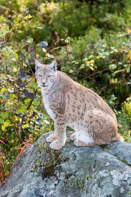 Rovaniemi: Ranua Wildlife Park Day Trip - Value and Practical Considerations