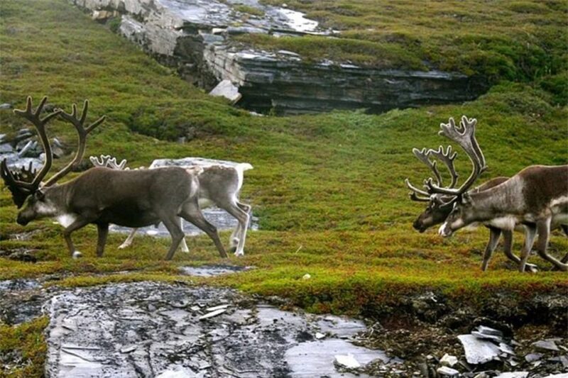 Rovaniemi: Ranua Zoo Entry Ticket with BBQ Picnic - An In-Depth Look at the Ranua Zoo Tour