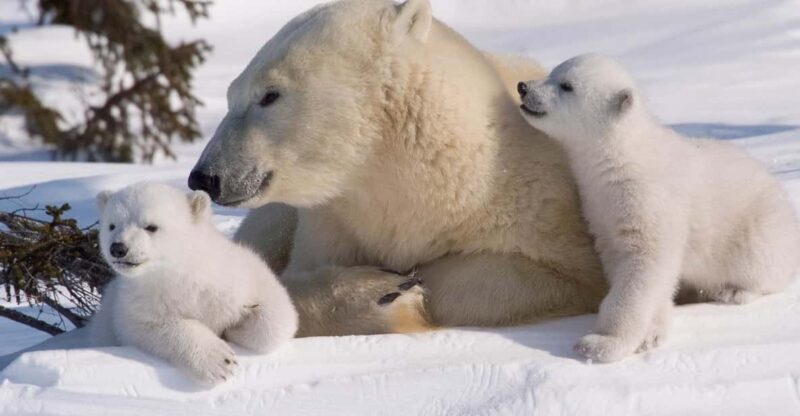 Rovaniemi: Ranua Zoo Visit with Lunch - An In-Depth Look at What You Can Expect