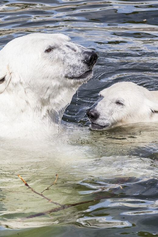 Rovaniemi: Ranua Zoo Visit with Lunch - Final Thoughts