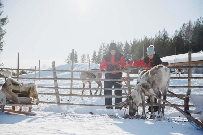 Rovaniemi: Reindeer Experience with Sleigh Ride - Key Points