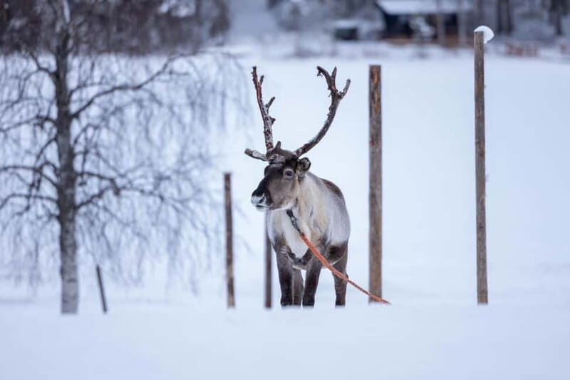 Rovaniemi: Reindeer Experience with Sleigh Ride - Easy Pickup & Transportation