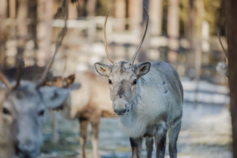 Rovaniemi: Reindeer Experience with Sleigh Ride - Reindeer Sledge Ride: Short but Sweet