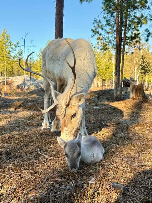 Rovaniemi: Reindeer Farm, Berry Picking, and Fire-Making - Is This Tour Right for You?