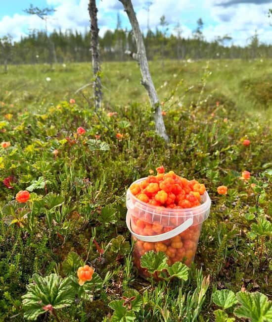 Rovaniemi: Reindeer Farm, Berry Picking, and Fire-Making - FAQ