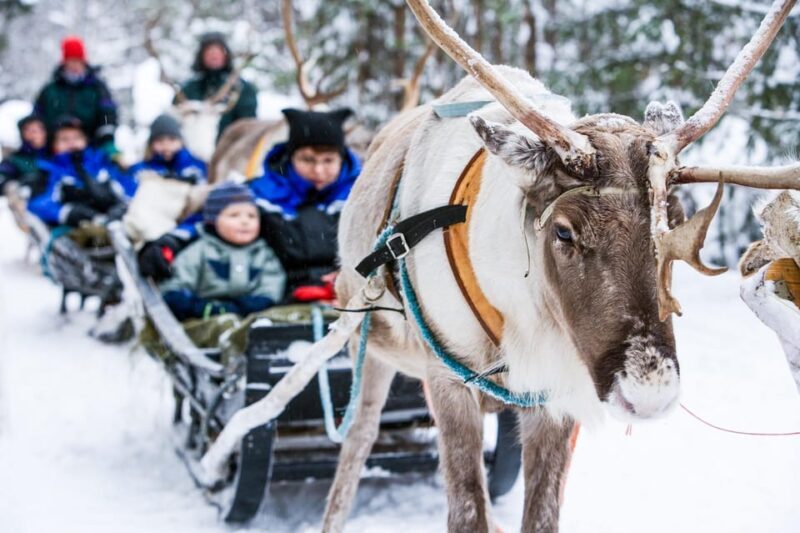 Rovaniemi: Reindeer Farm Visit and Sleigh Ride with transfer - Key Points