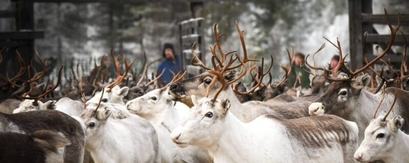 Rovaniemi: Reindeer Farm Visit and Sleigh Ride with transfer - The Experience in Detail