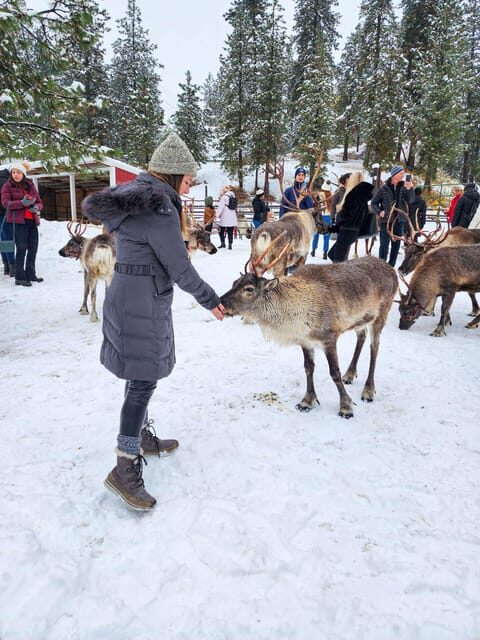 Rovaniemi: Reindeer Farm Visit and Sleigh Ride with transfer - Who Will Love This Tour?