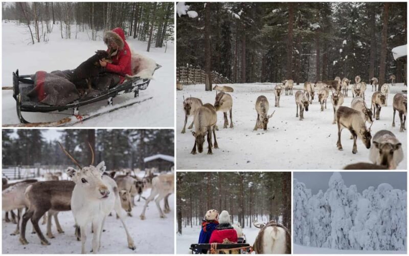 Rovaniemi: Reindeer Farm Visit and Sleigh Ride with transfer - Final Thoughts
