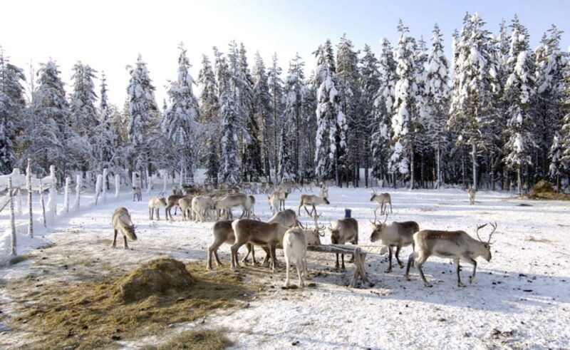 Rovaniemi: Reindeer Farm Visit and Sleigh Ride with transfer - FAQ
