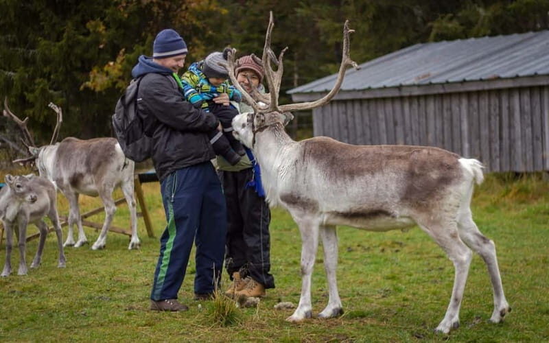 Rovaniemi: Reindeer Farm Visit at Autumn - An Authentic Look at Lapland’s Reindeer Culture