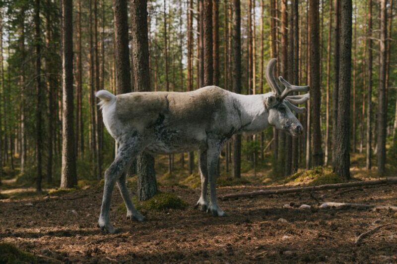 Rovaniemi: Reindeer Farm Visit with Photographer - FAQ