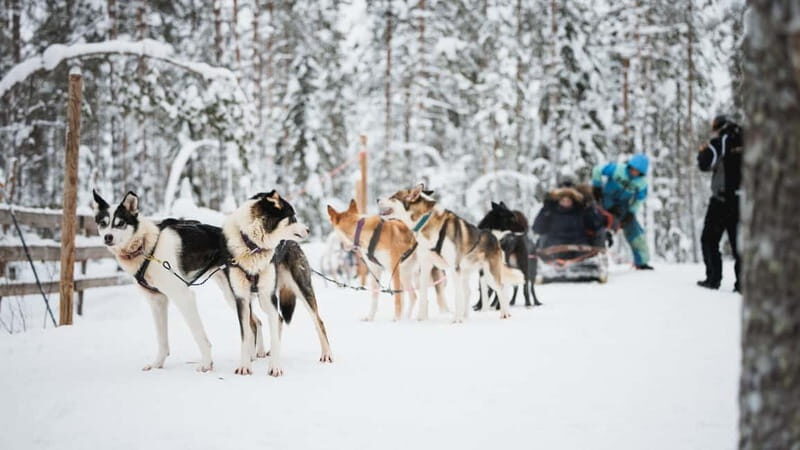 Rovaniemi: Reindeer, Huskies & Santa Claus Village - FAQs