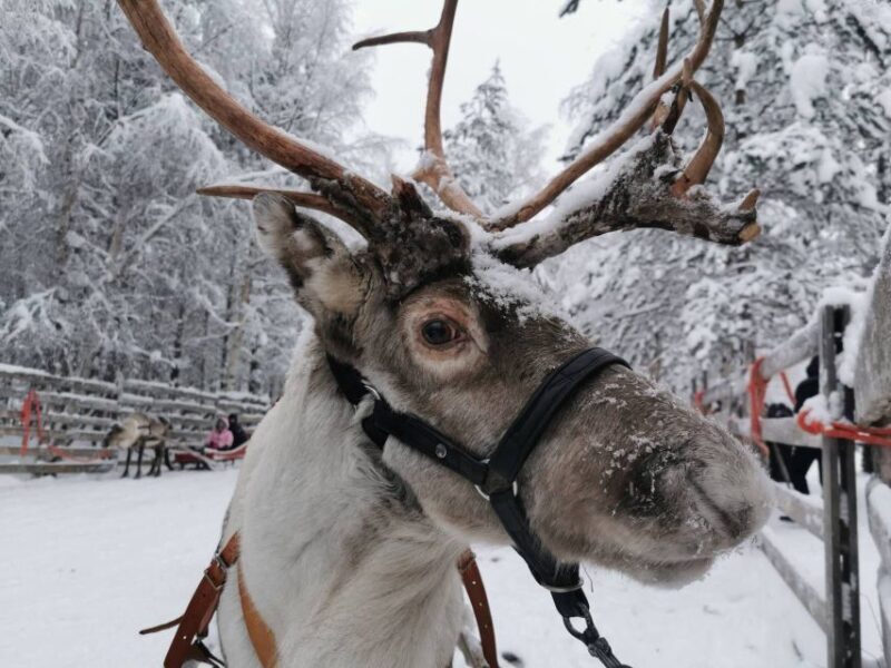 Rovaniemi: Reindeer, Huskies, Santa's Pets & Aurora Hunt - FAQs about the Rovaniemi Reindeer, Huskies, Santa & Aurora Tour