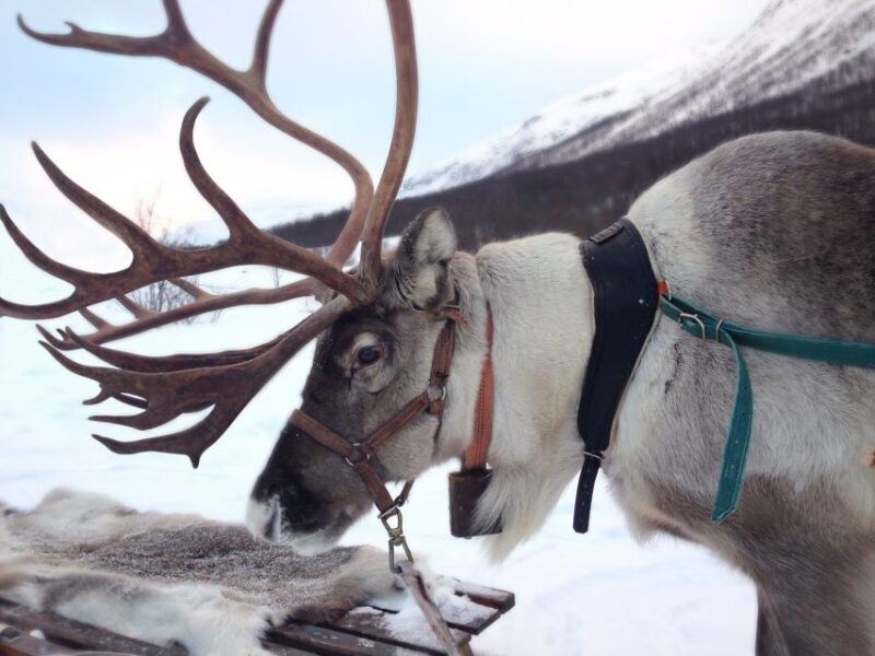 Rovaniemi: Reindeer Sleigh Ride with Hot Drink and Cookies - The Itinerary: What to Expect